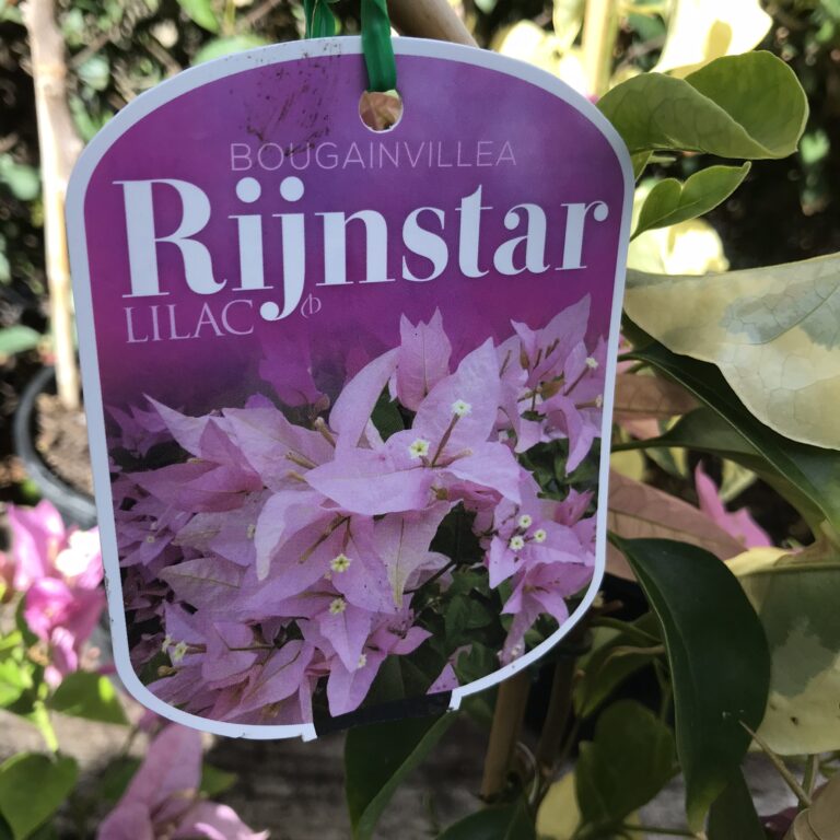 Bougainvillea - Rijnstar - Lilac - Image 2