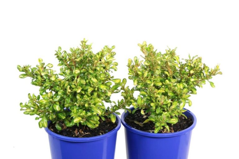 Coprosma - Lemon and Lime