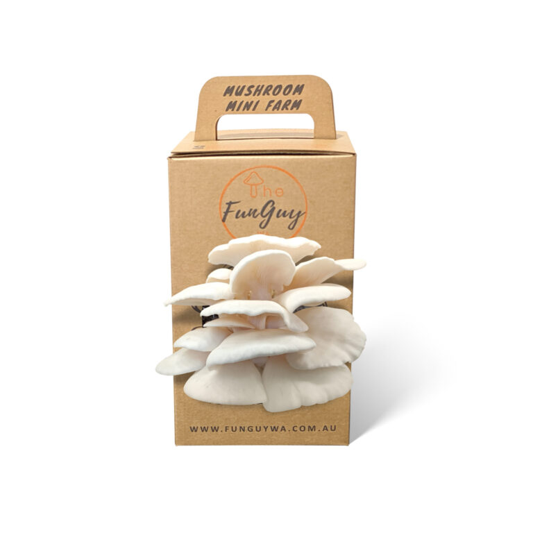 Mushroom Kit - White Oyster Mushroom