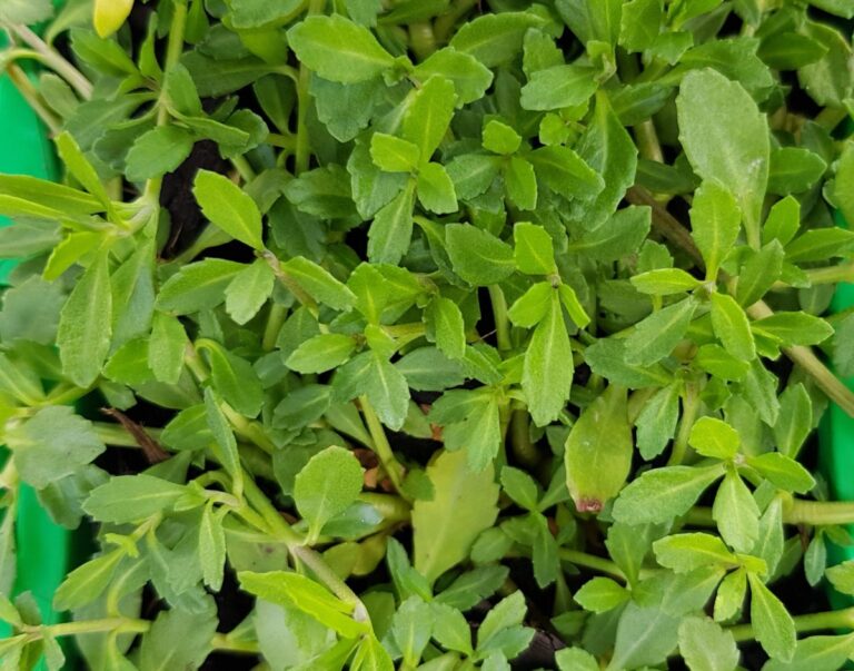 Lippia Lawn - White