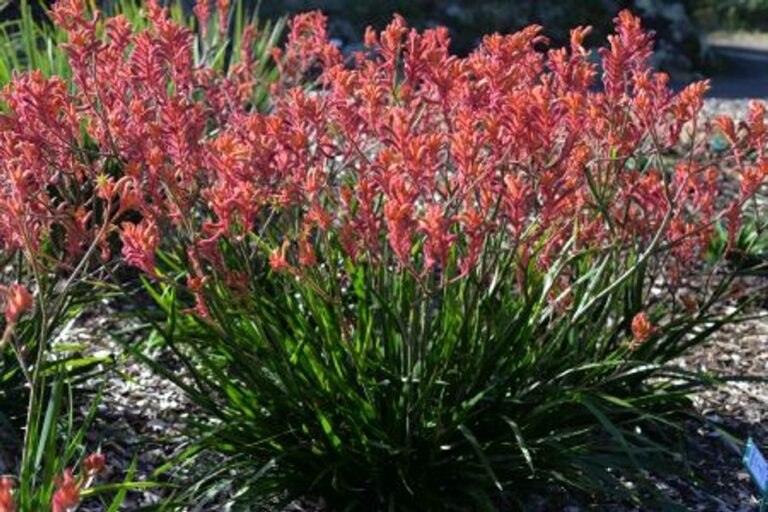 Kangaroo Paw - Bush Coral
