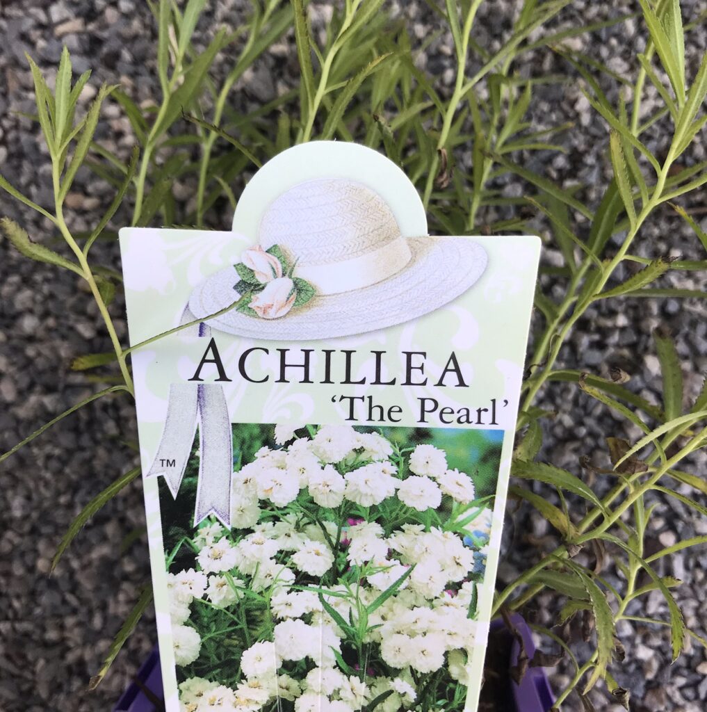 Achillea - The Pearl - Romantic Plants - Image 2