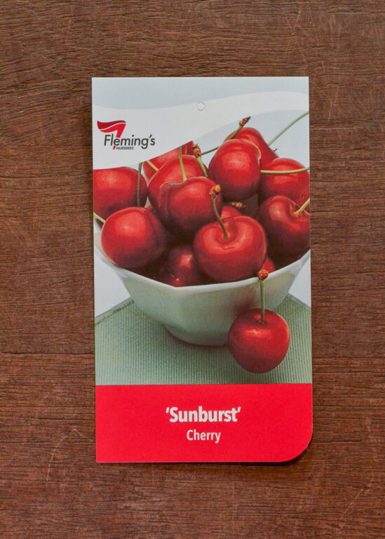 Cherry - Sunburst