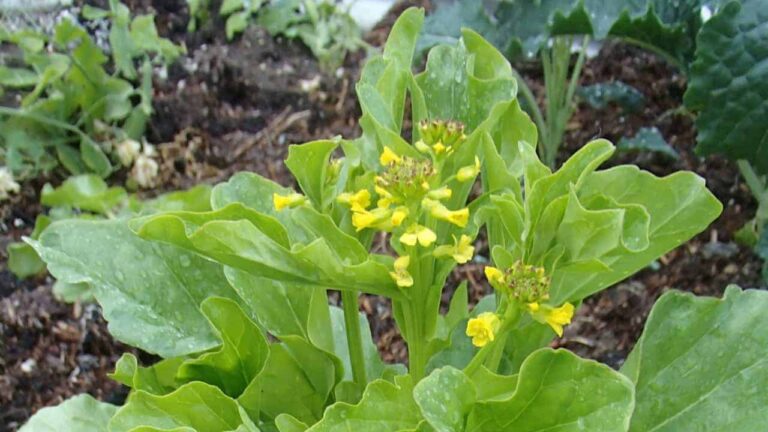 Native Wintercress (Barbarea australis) - Tucker Bush