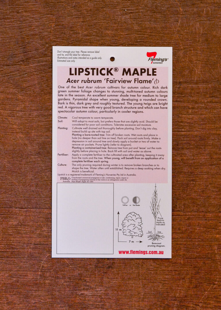 Lipstick Maple - Fairview Flame - Image 2