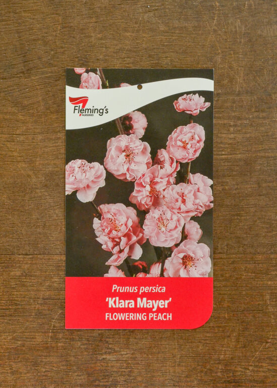 Flowering Peach - Klara Mayer
