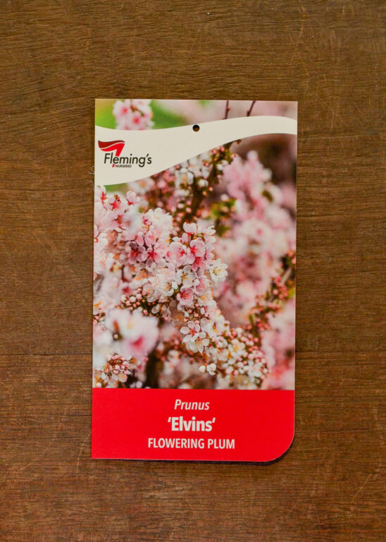 Flowering Plum - Elvins
