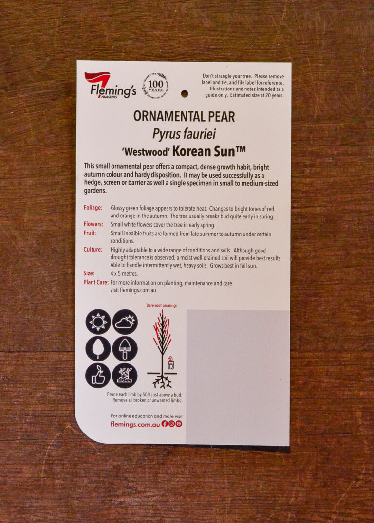 Ornamental Pear - Korean Sun™ - Image 2