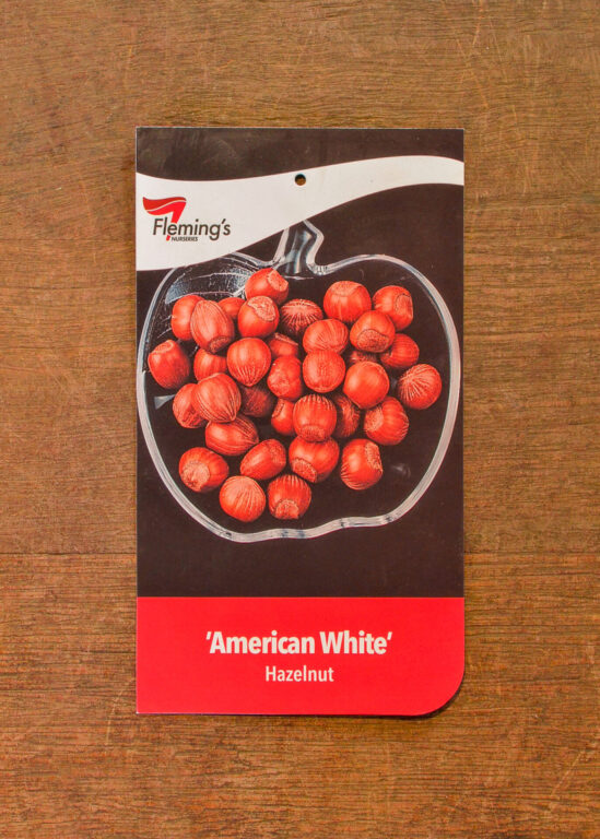 Hazelnut - American White (Wanliss Pride)