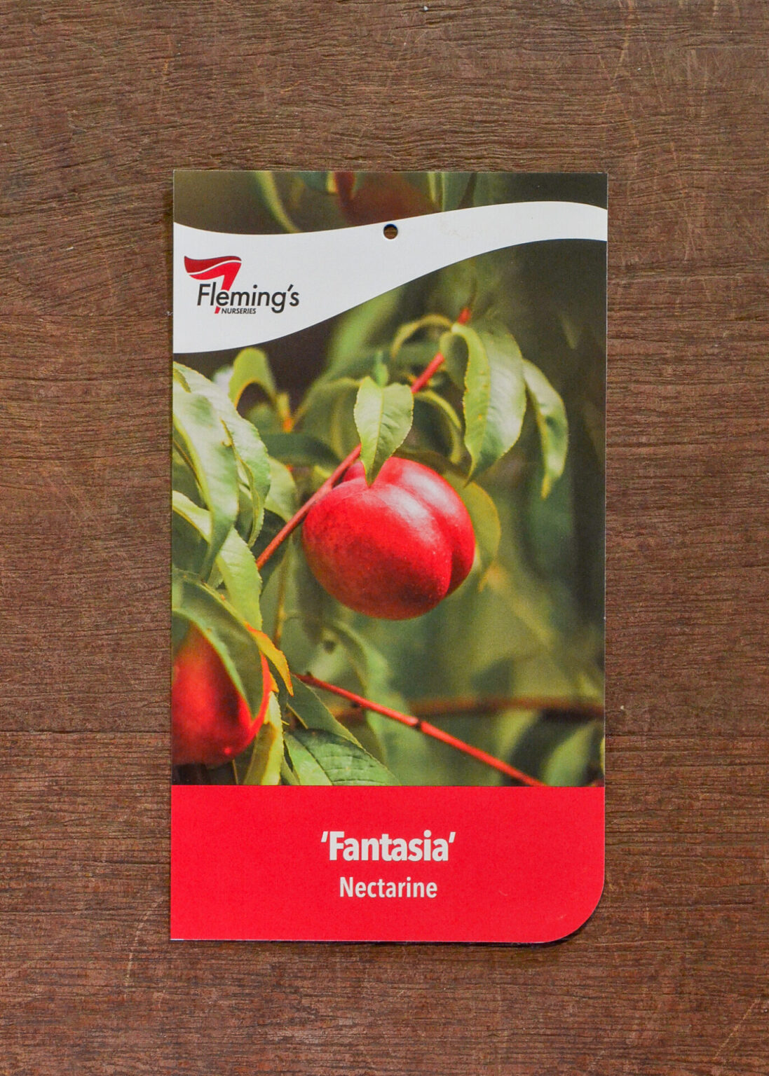 Nectarine - Fantasia - Guildford Garden Centre