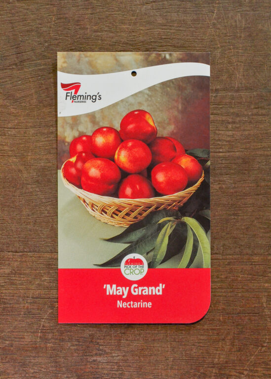 Nectarine - May Grand