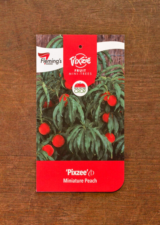 Peach - Trixzie® Pixzee Dwarf - 300mm pot