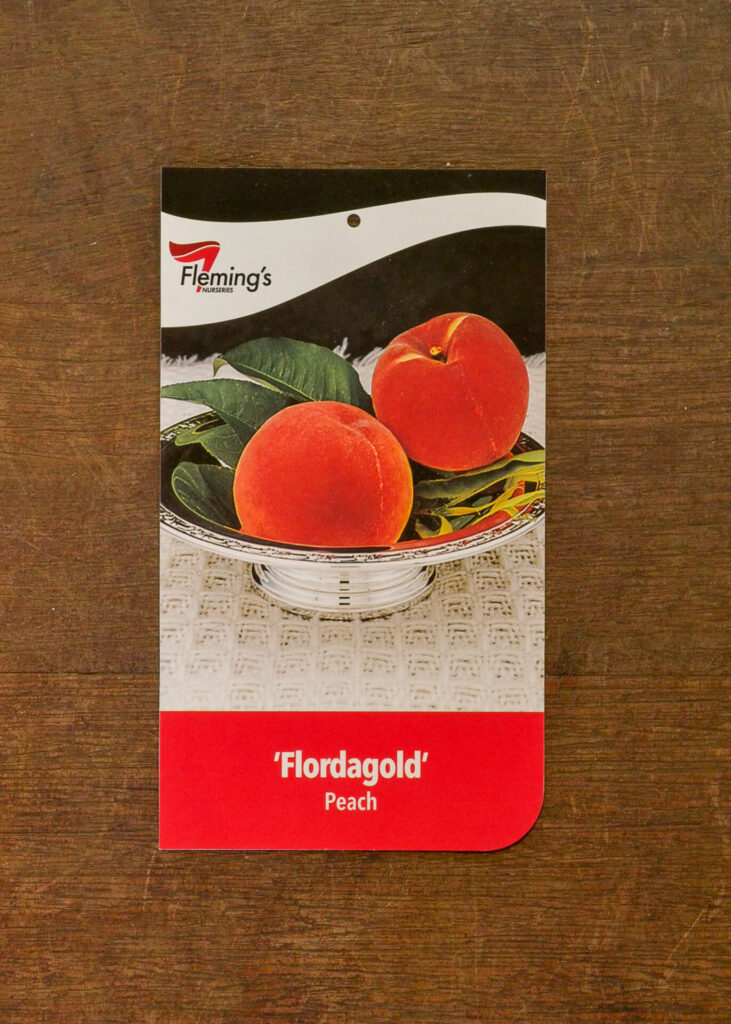 Peach - Flordagold