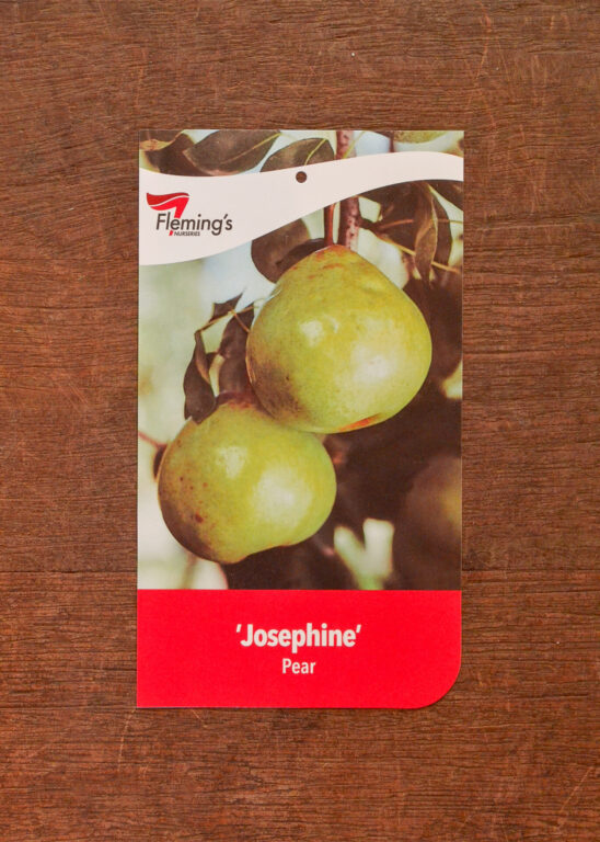 Pear - Josephine