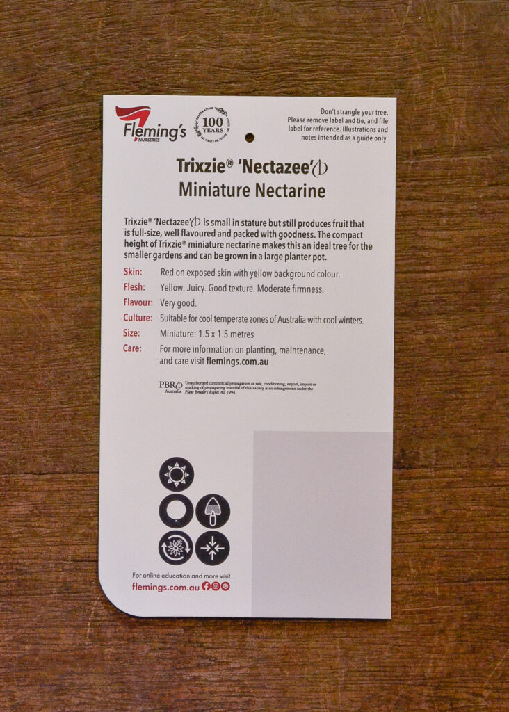 Nectarine - Trixzie® Nectazee Dwarf - Image 2