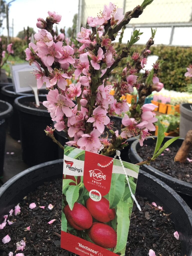 Nectarine - Trixzie® Nectazee Dwarf - Image 3