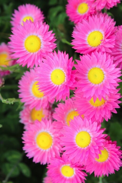 Lucinda's Everlastings