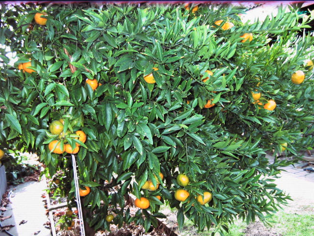 Mandarin - Imperial