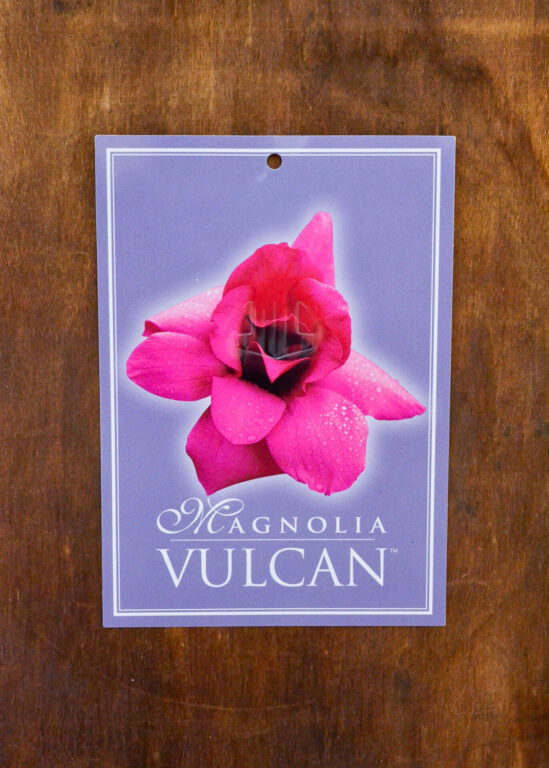 Magnolia - Vulcan