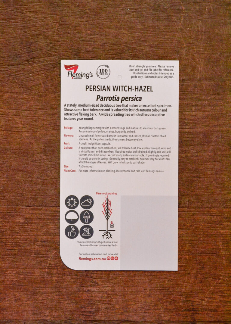 Parrotia - Persian Witch Hazel - Image 2