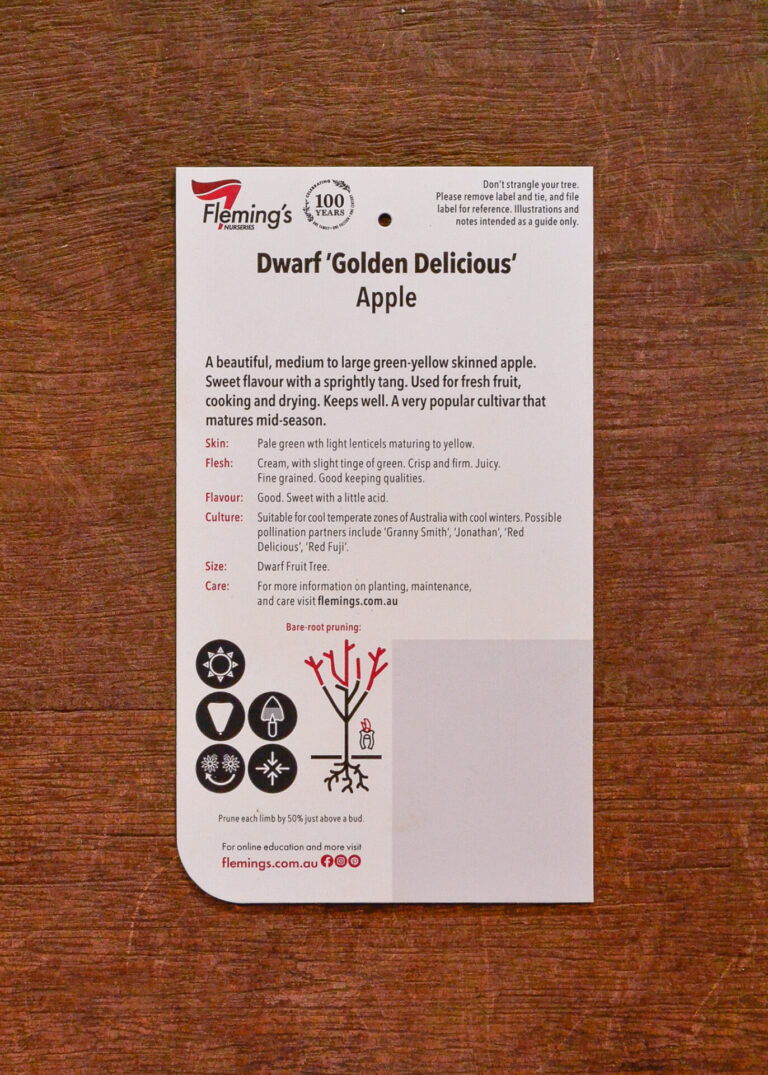 Apple - Golden Delicious Dwarf - Image 2
