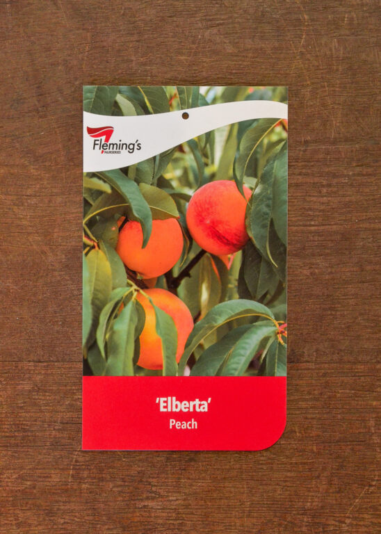 Peach - Elberta
