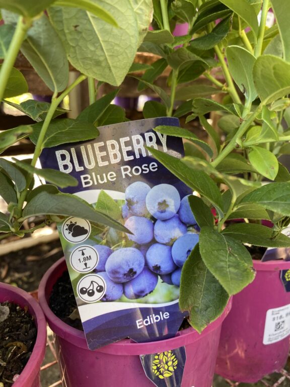 Blueberry - Blue Rose