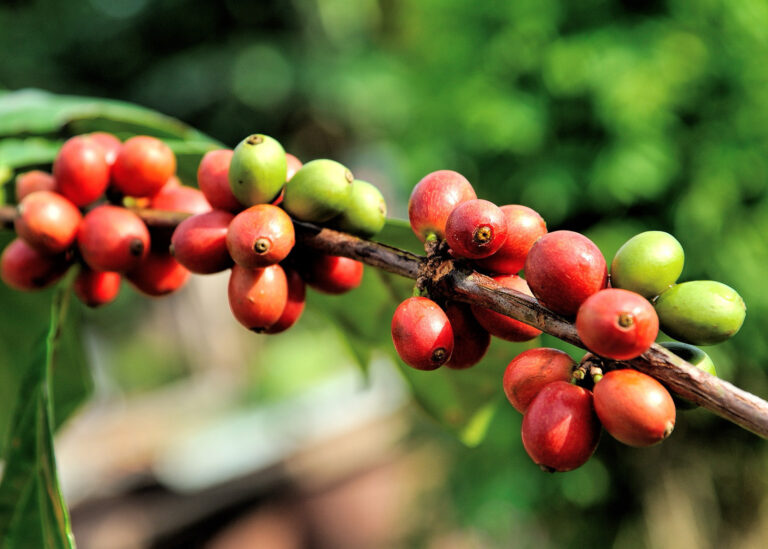 Coffee Bush - Arabica