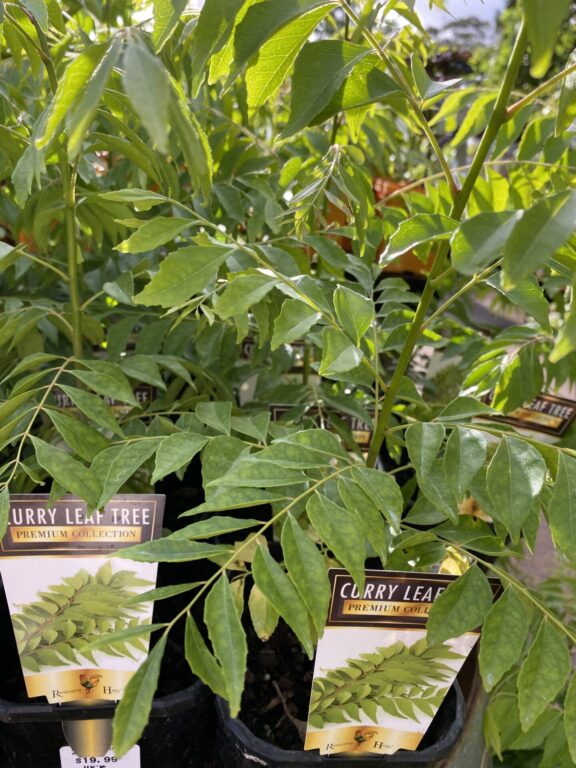 Murraya - Curry Leaf Tree