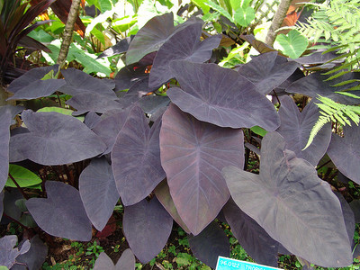 Colocasia - Taro Black Magic
