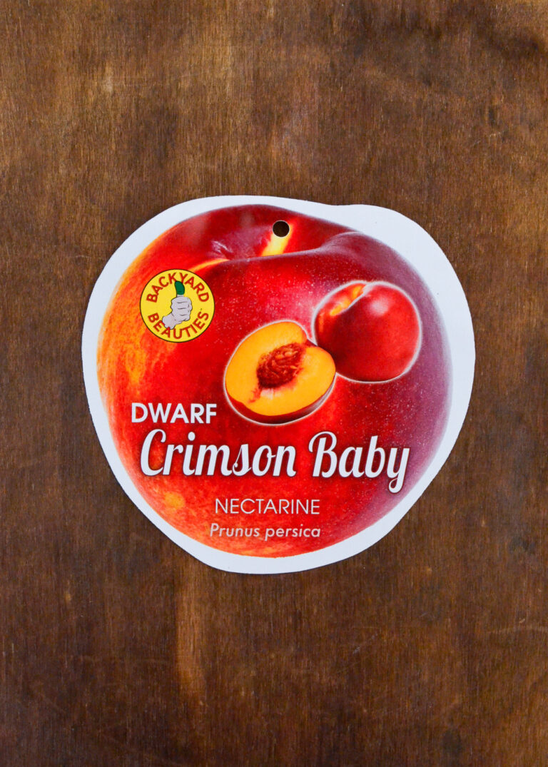 Nectarine Crimson Baby Dwarf Guildford Garden Centre