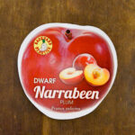 Plum - Narrabeen Dwarf