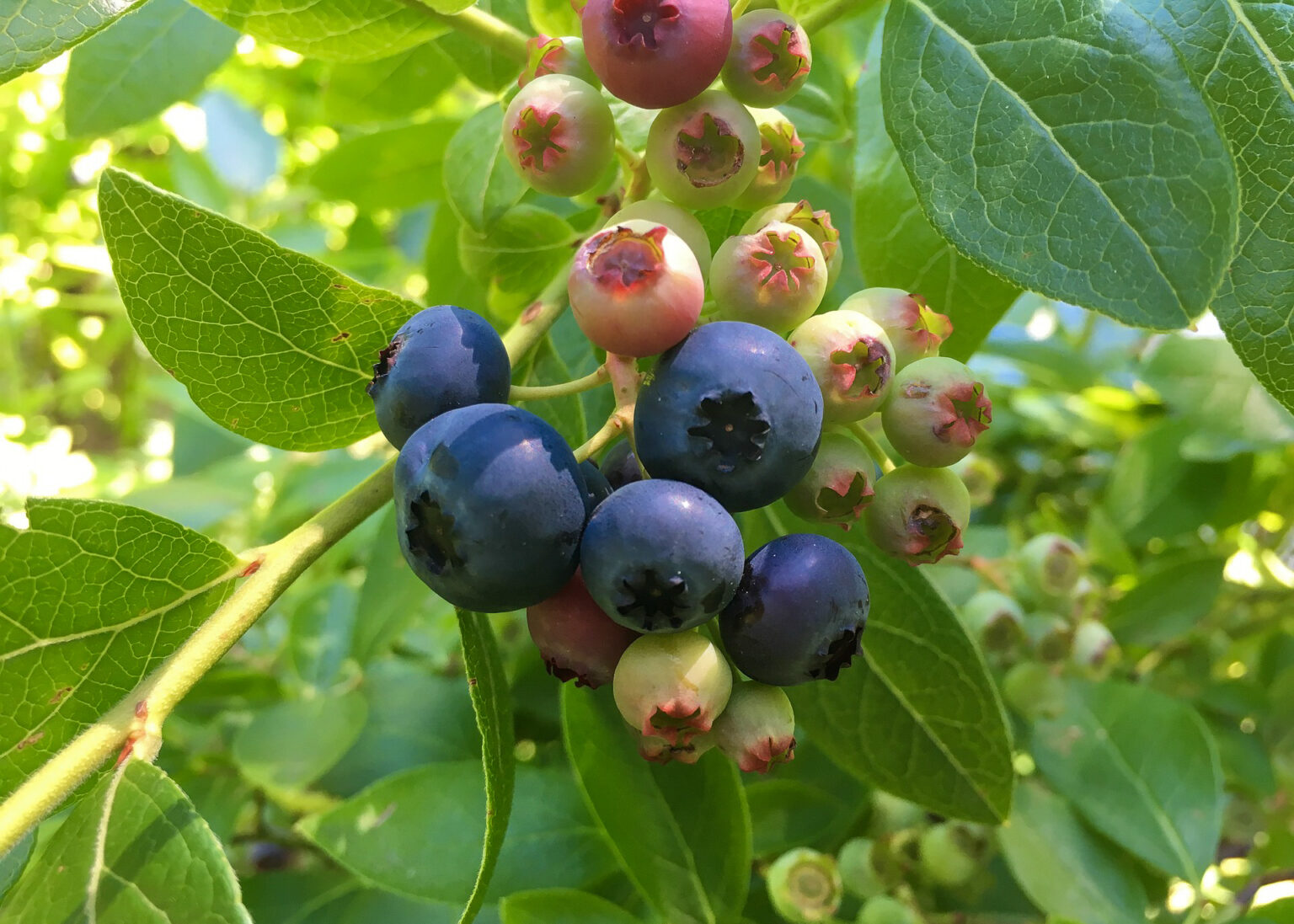 Blueberry - Blue Rose - Image 2