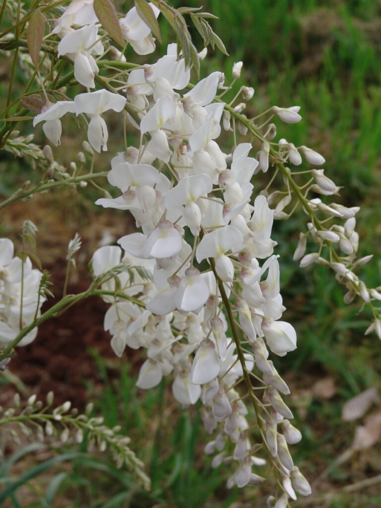 Wisteria  - Japanese White