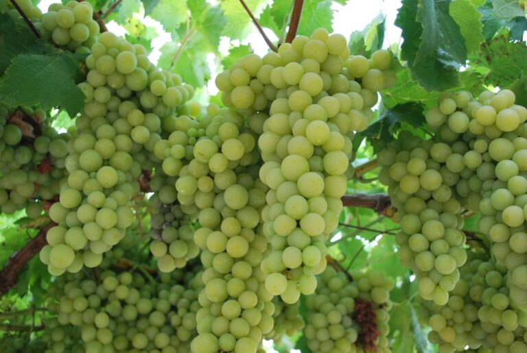 Grape - Italia