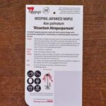 Japanese Maple - Weeping -  Dissectum Atropurpureum Ornatum - Image 2