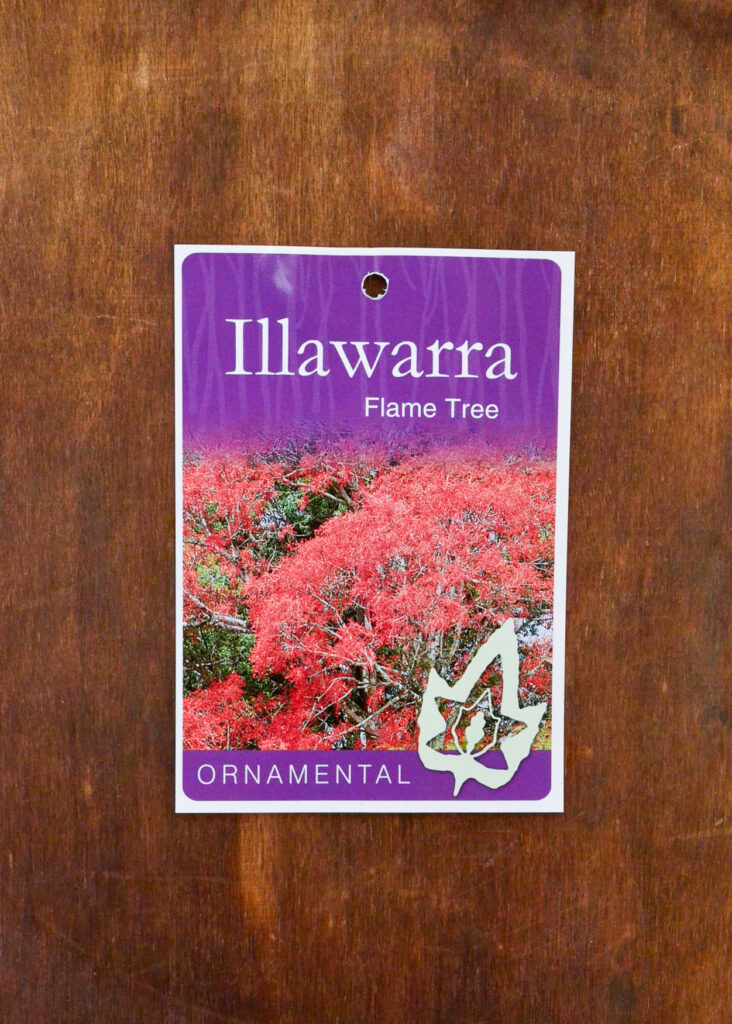 Brachychiton - Illawarra Flame Tree
