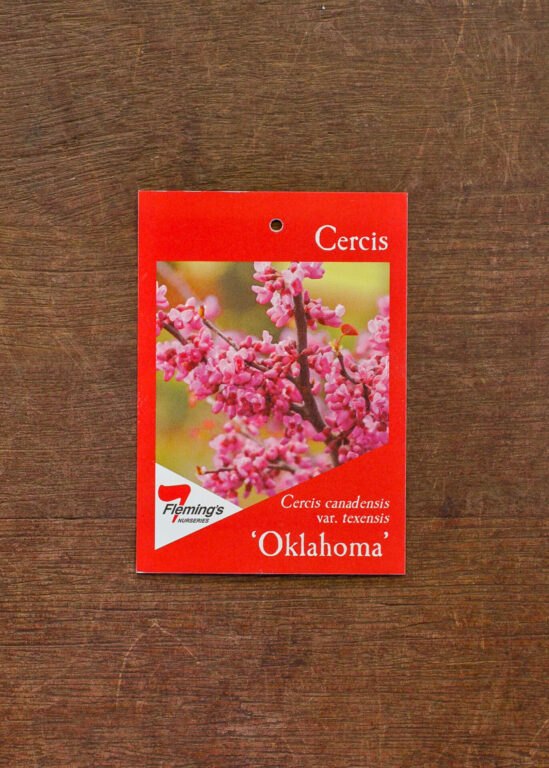 Cercis - Oklahoma