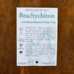 Brachychiton - Illawarra Flame Tree - Image 2