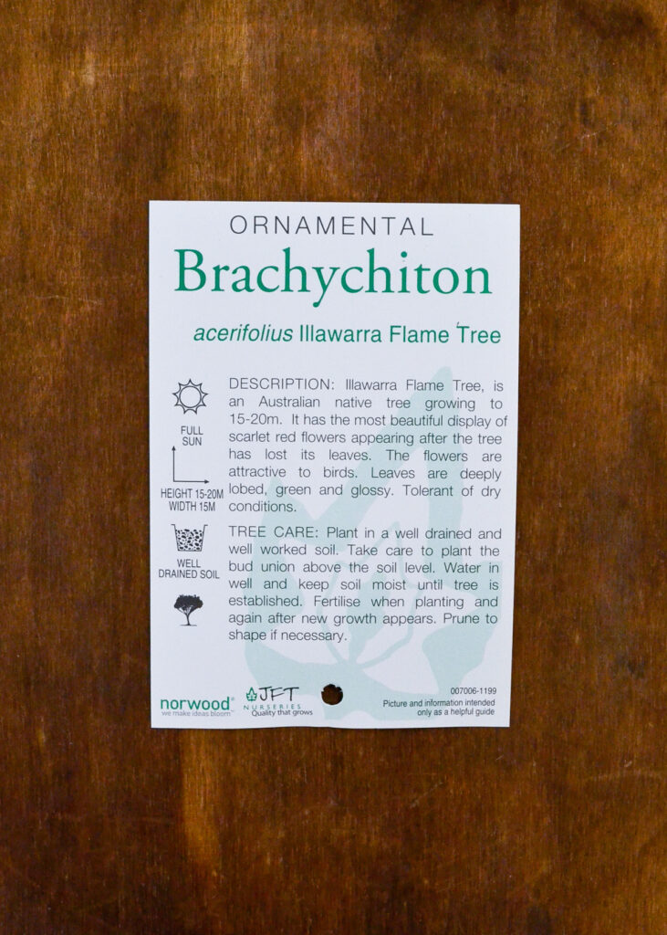 Brachychiton - Illawarra Flame Tree - Image 2