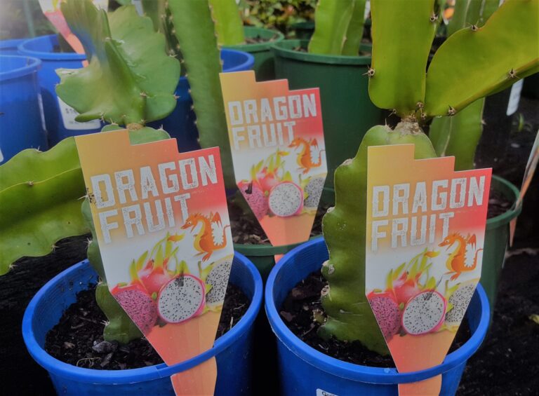 Dragon Fruit - Red skin/Red Flesh