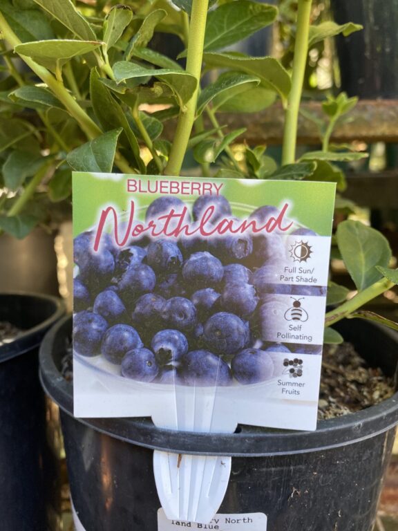Blueberry - Northland Blue