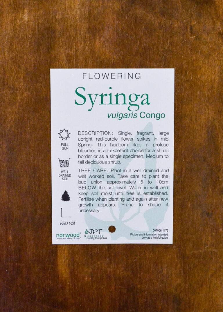 Lilac - Congo - Image 2