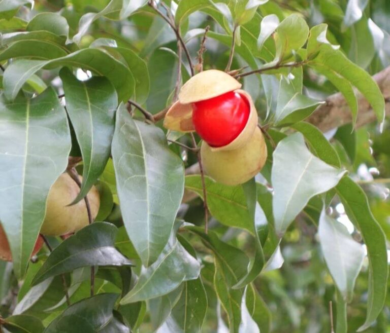 Small-leaf Tamarind - Tucker Bush