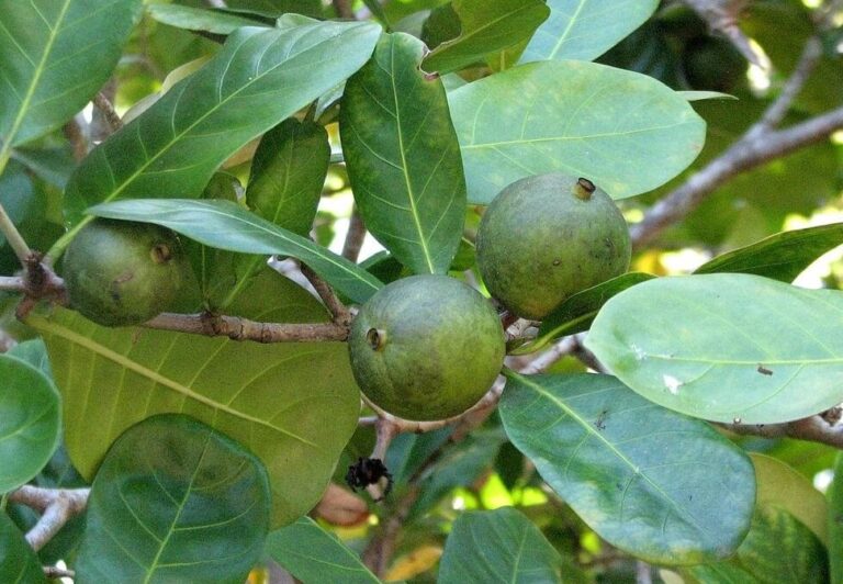 Native Gardenia - Tucker Bush