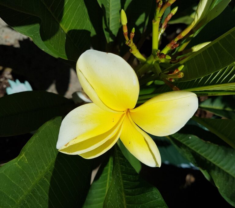 Frangipani - Bowen Yellow