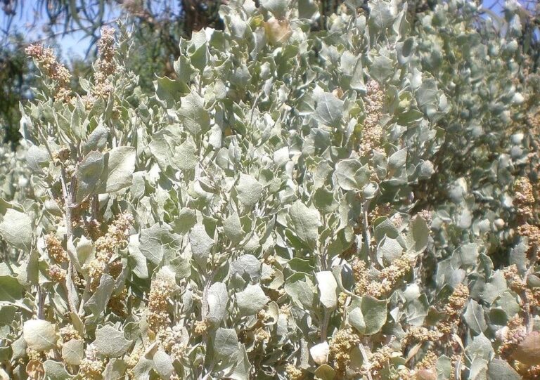 Old Man Saltbush (Atriplex nummularia) - Tucker Bush
