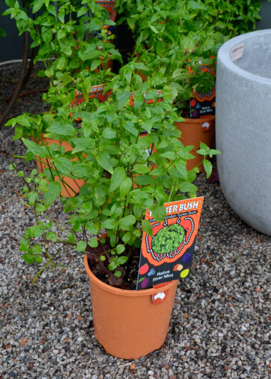 Native River Mint (Mentha australis) - Tucker Bush