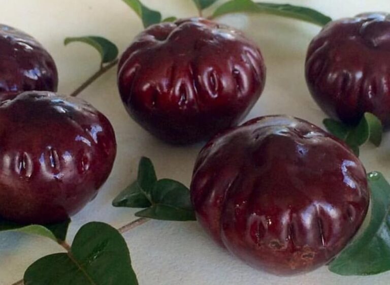 Burdekin Plum - Tucker Bush