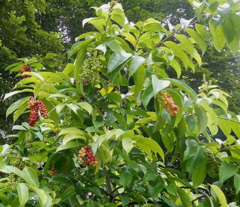 Bignay - Tucker Bush